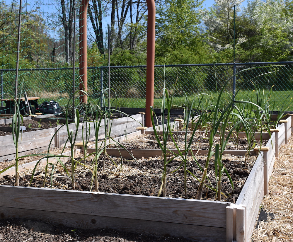 Campus Learning Garden